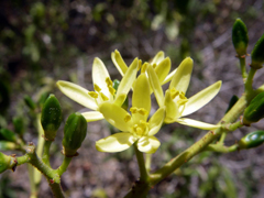 Cedrelopsis grevei Katrafay, Kathrafay Cedrelopsis grevei Katrafay, Kathrafay